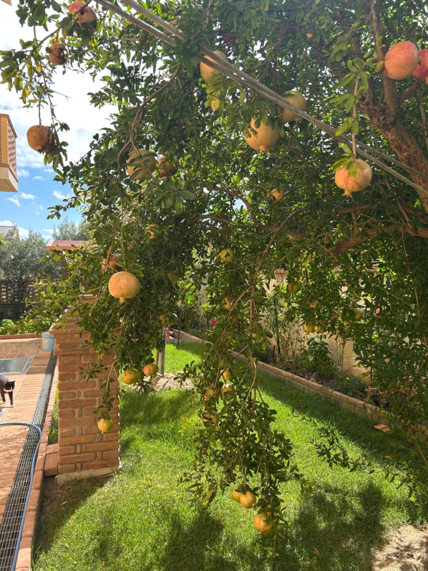 B&B Villa Maria Катандзаро Екстер'єр фото